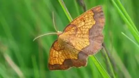 Dark-bordered beauty moth