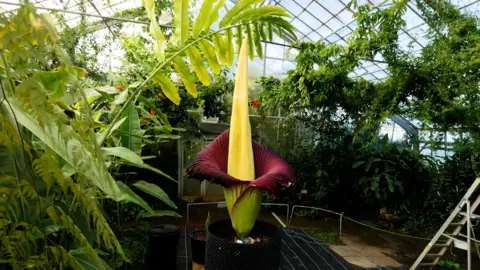 The Titan Arum plant took 12 years before it successfully flowered in the venue's Glasshouse in 2015.