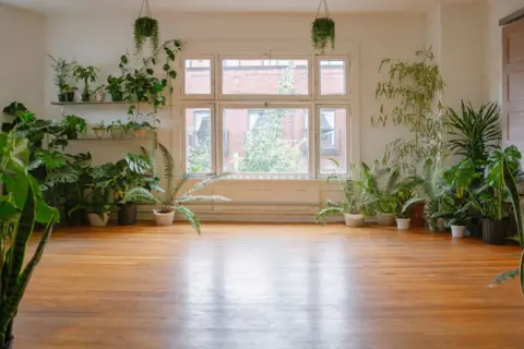 A room with wooden flooring, with green house plants in it