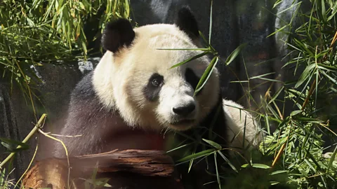 Giant panda Xin Bao at her habitat at San Diego Zoo (Credit: Getty Images)