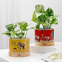 IGP - Green Harmony Duo - Money Plant With Planter (Set Of 2)