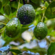 Picture of avocados growing on trees in an orchard.