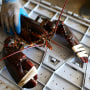 A large lobster is seen at a fish market in Portland, Maine in 2021.