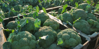 Freshly picked broccoli in crates