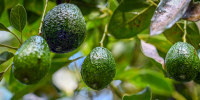 Picture of avocados growing on trees in an orchard.