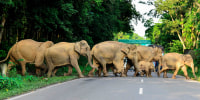 In this photo taken on July 17, 2019, a herd of wild elephants cross the National Highway-37 in the Kaziranga National Park in the India's northeast state of Assam.