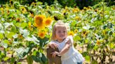 Coshocton Sunflower Festival: Happy flowers bring smiles from all ages