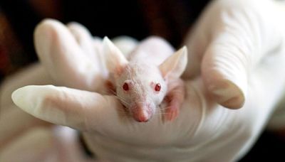 Researchers Create First Mouse Model With a Functioning Human Immune System