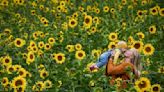 Deer and drought kill Schwirian Farm Sunflower Festival