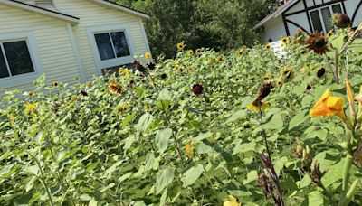 Surveillance shows a woman attacking over 600 sunflowers at a St. Peters home