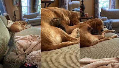 Kitten Who Is ‘Biggest Cuddler’ Abandons His Human to Snuggle With Dog