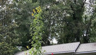 Focused on Mississippi: Giant sunflower in Mendenhall