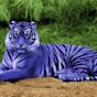 Mozzy Blue Tiger