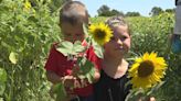 Picture-perfect sunflowers blooming across West Michigan, welcoming families until September