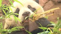 Giant pandas go on display at San Diego Zoo: Gov. Newsom says It’s panda-mania