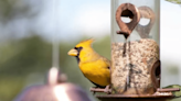 Lucky Photographer Snaps a ‘One in a Million’ Rare Photo of a Yellow Cardinal